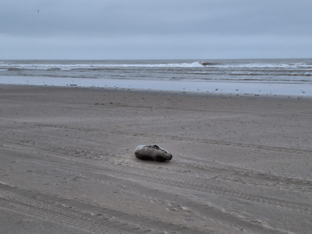 living resting seal on the beach in Vlieland the Netherlands
