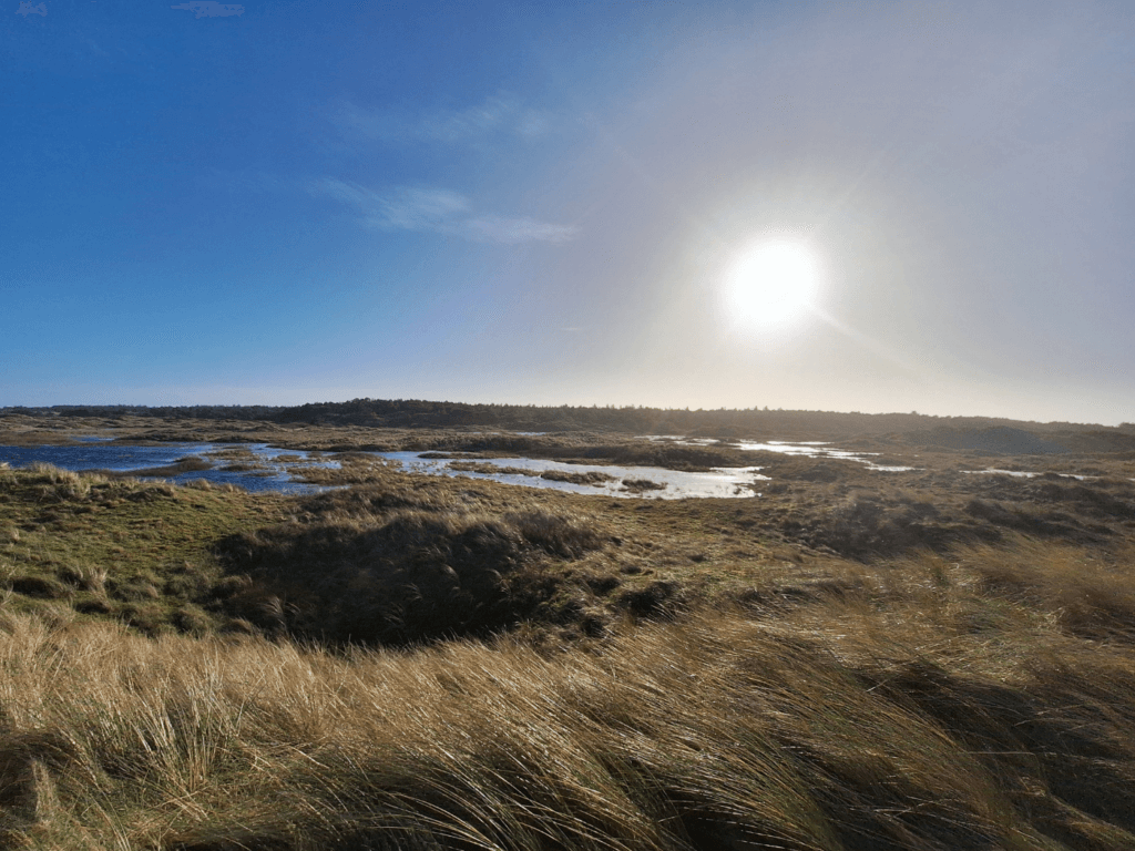 fens swampland bird wetland bogs dunes West Frisian Islands the Netherlands birdwatching