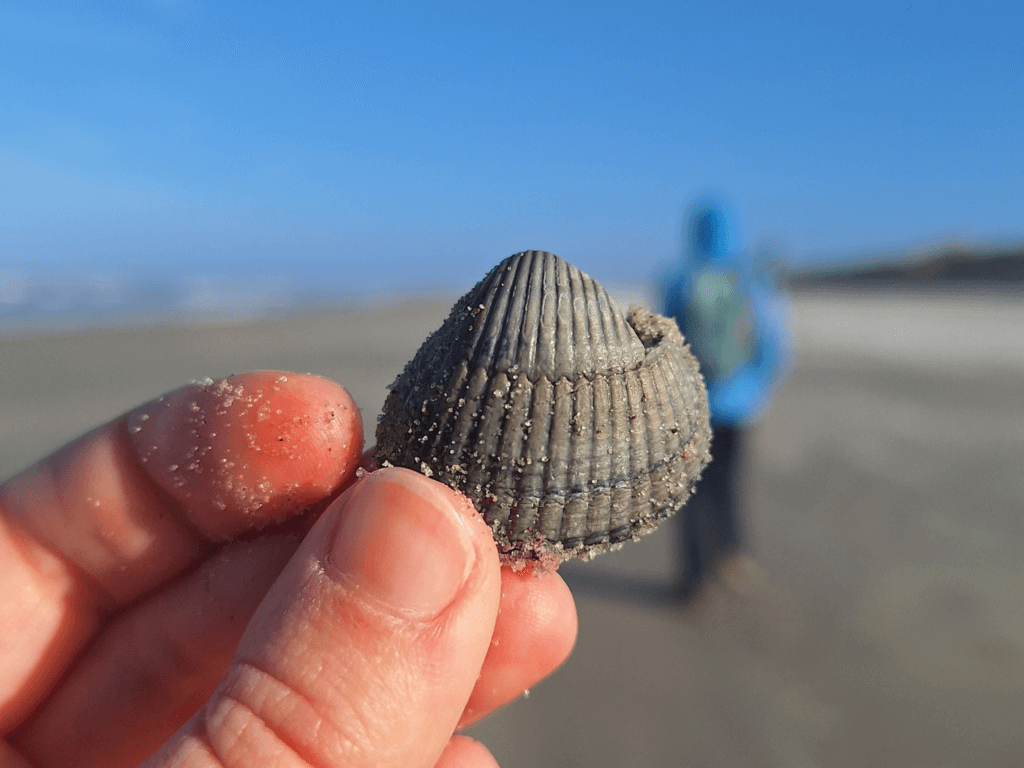 Dutch coastal hike day 22 shell of the day chipped seashell