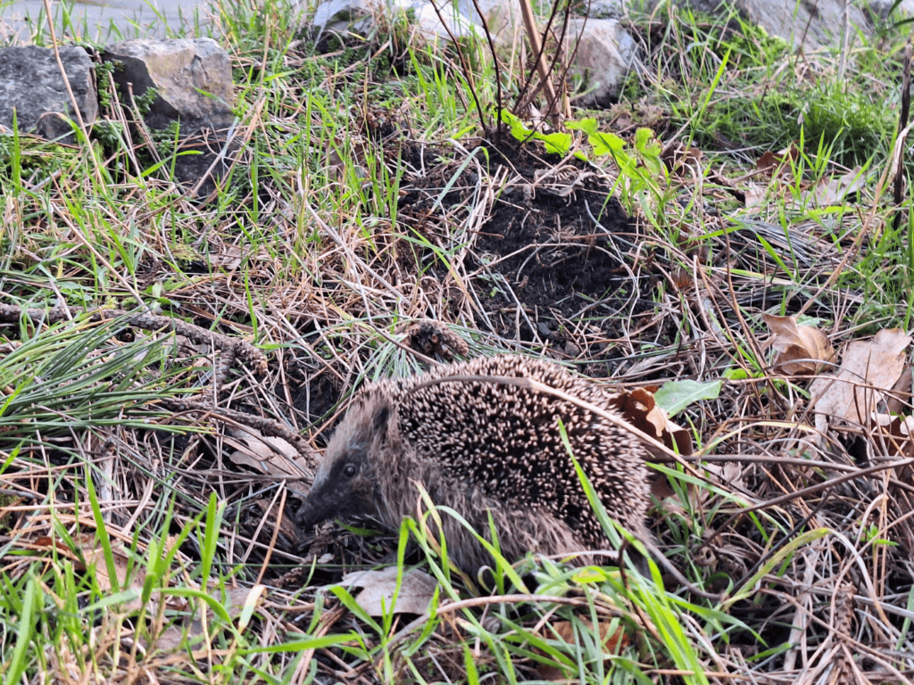 hedgehog in Oost-Vlieland fauna mammals of the Dutch islands wildlife