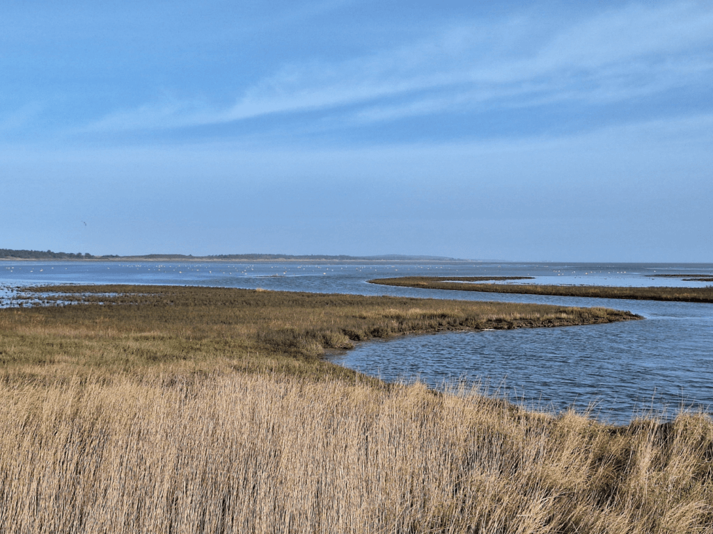 bird watching paradise Oost-Vlieland Wadden Sea