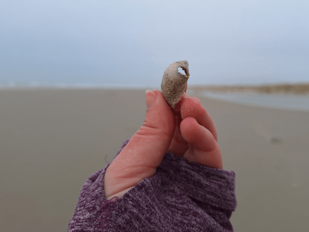 shell of the day Vliehors range Dutch coastal hike day 23 Vlieland