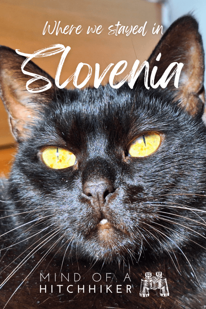 accommodation in Slovenia Ljubljana That Cat Flat Kali the Queen