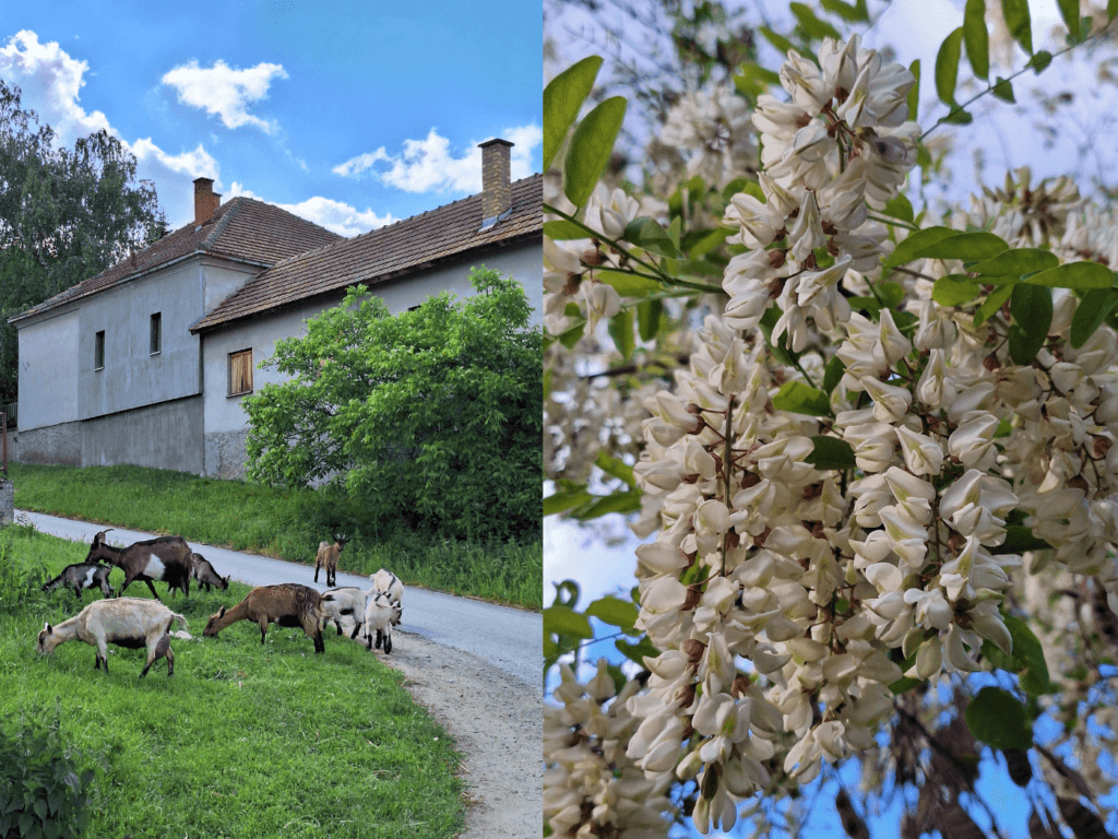 village Serbia Vojvodina goats flowers spring