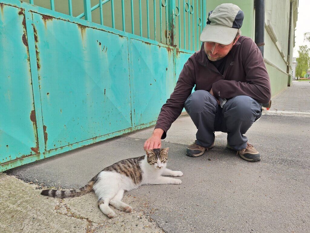 friendly street cat Apatin Serbia