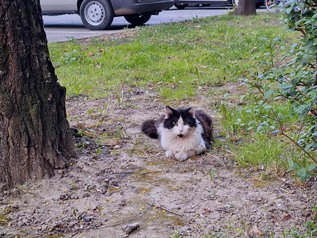shy scared street cat Apatin Serbia