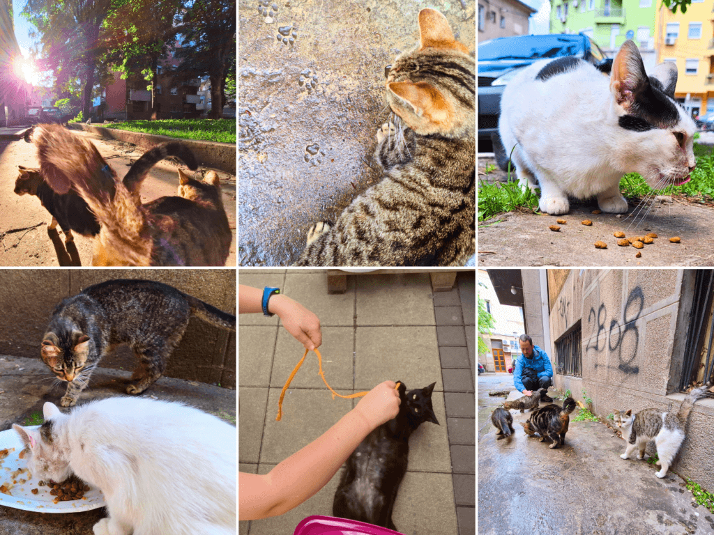 stray cats of Smederevo Serbia food play