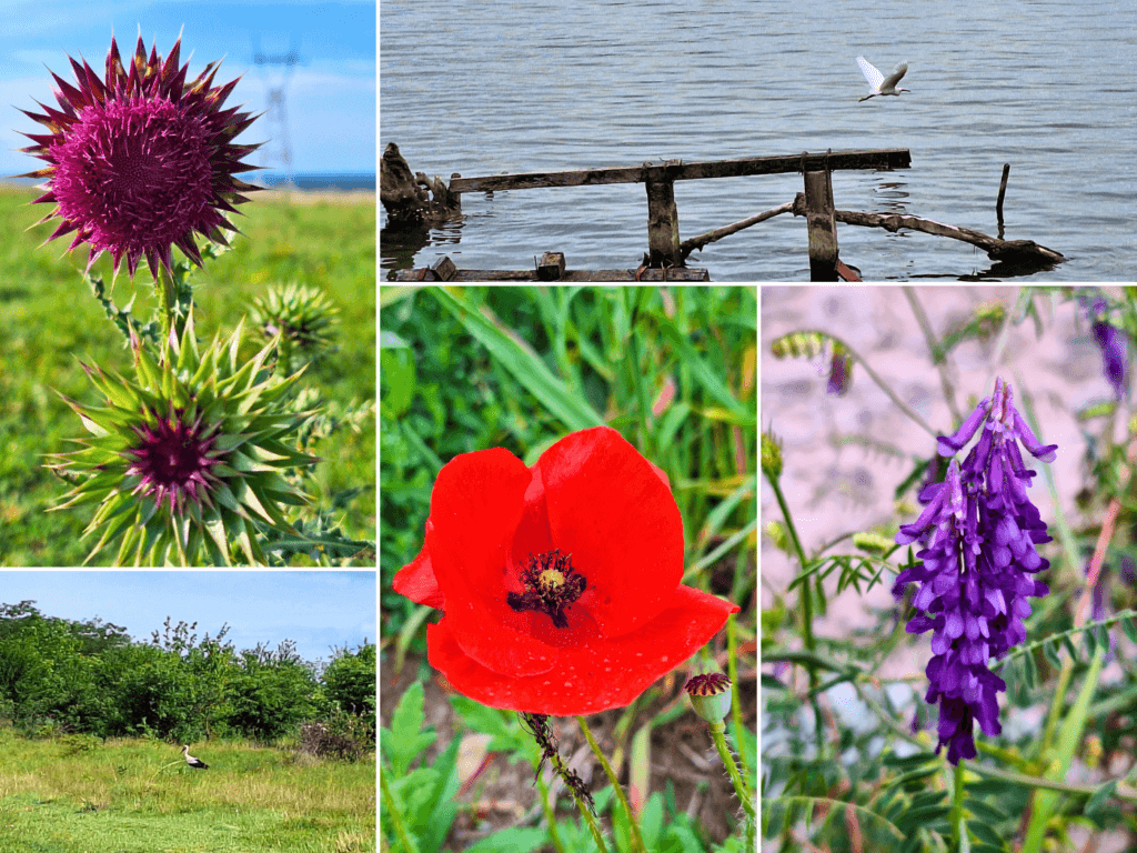 birds and flowers of Ram and Stara Palanka Lederata Serbia thistle poppy