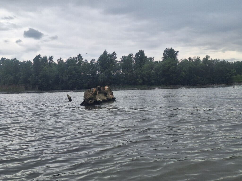 nutria nutrias on the Danube river near Zatonje Veliko Gradiste Serbia Romania border invasive species but cute