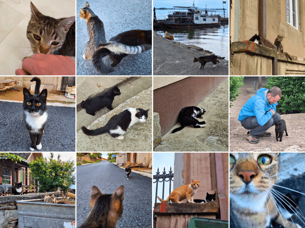 Ram Fortress cats Serbia Danube River kittens street stray