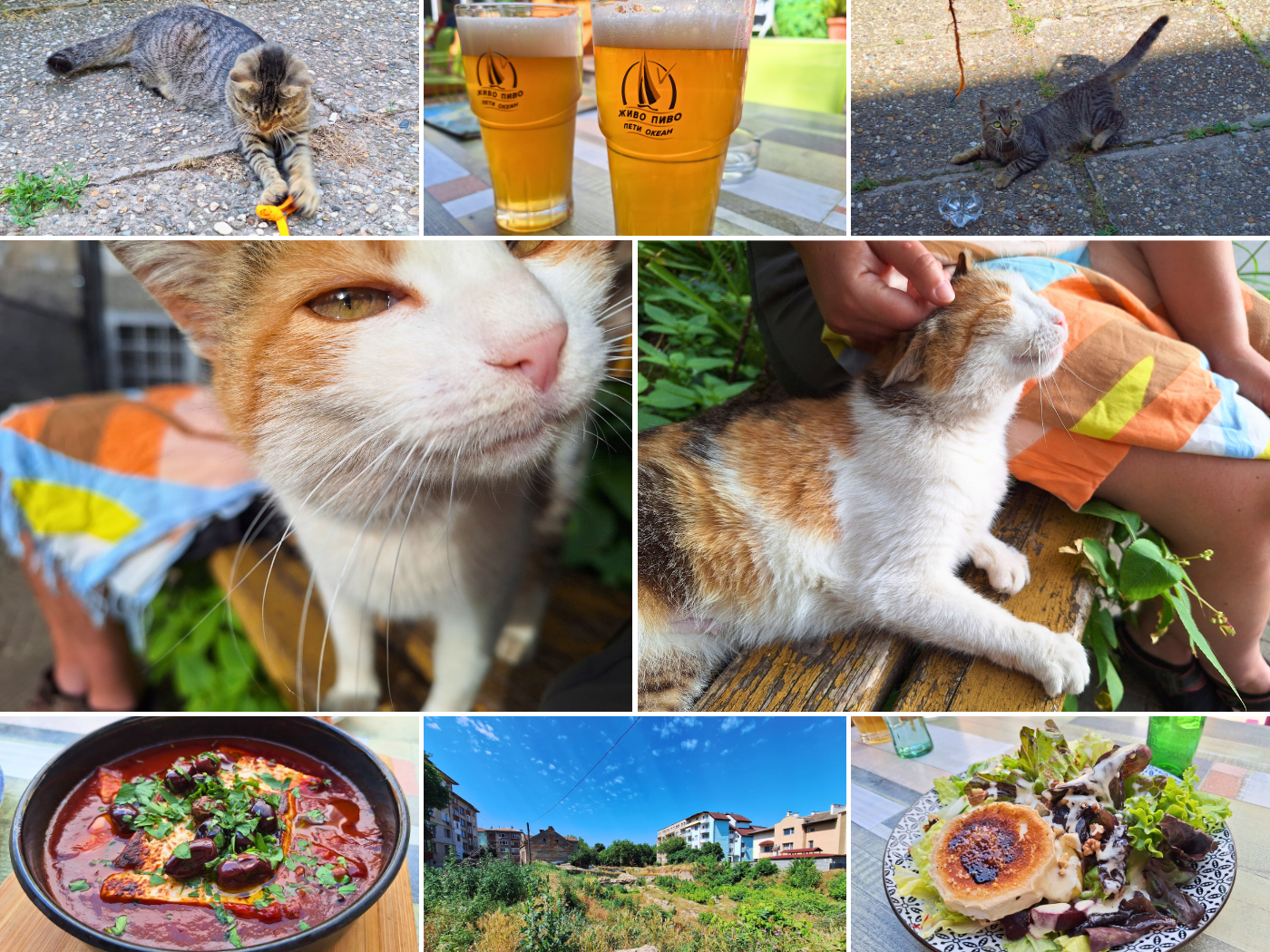 11 June 2024 Vidin Bulgaria cat Nimi restaurants craft beer