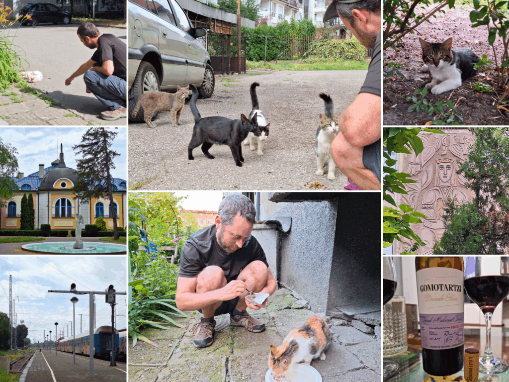 12 June 2024 Vidin Bulgaria cat and city collage