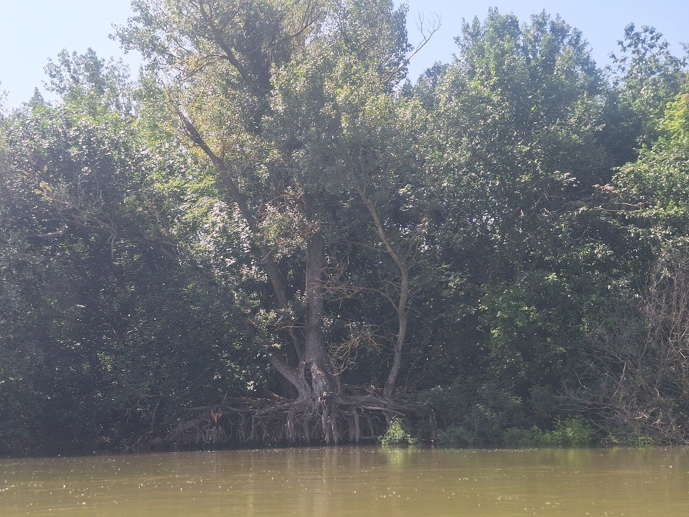 Belene River island Persin exposed tree roots nature Danube River branches Bulgaria