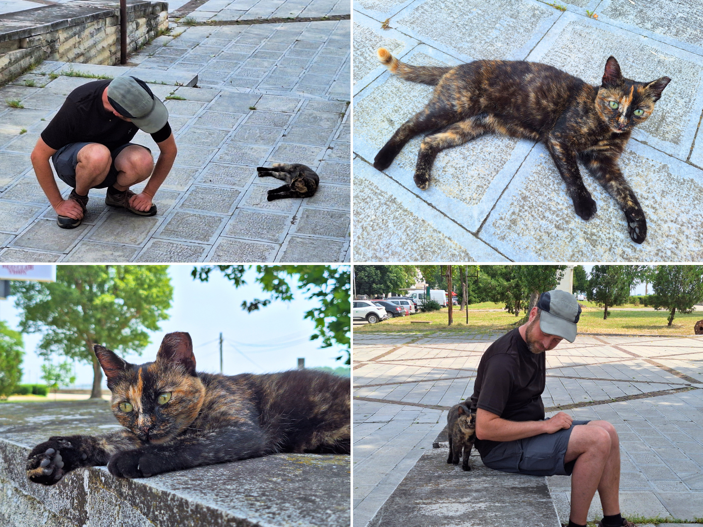 Tortoiseshell kitten cat TNR trap neuter return sterilized tortie Vidin Bulgaria Rechna Gara