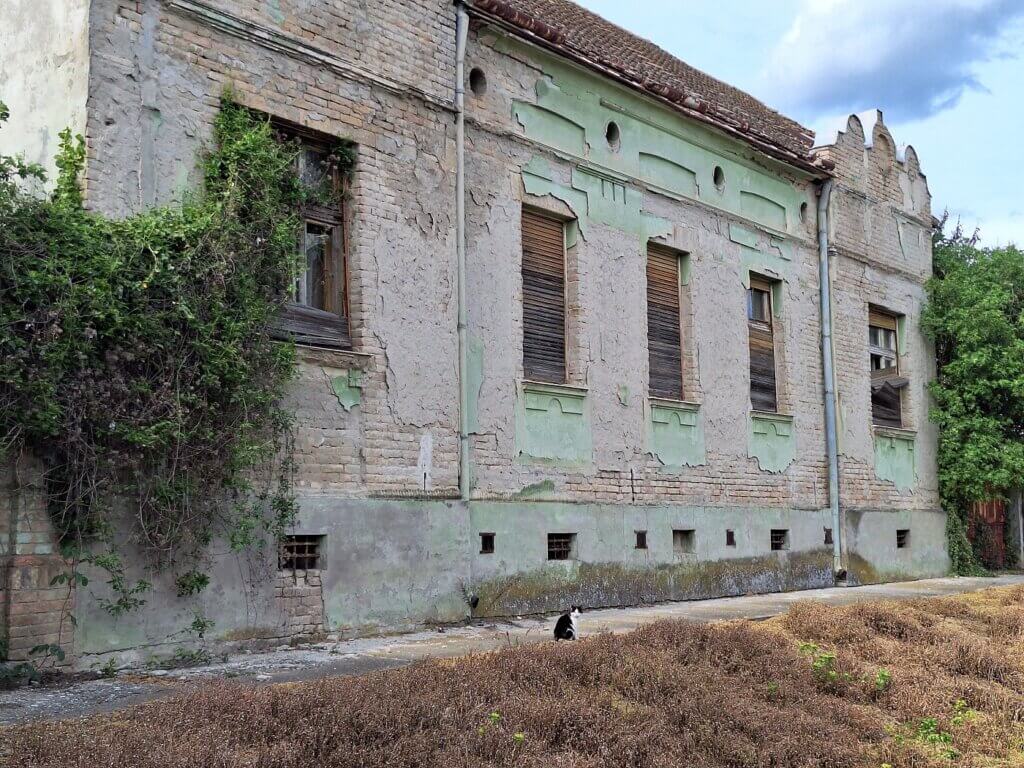 Abandoned buildings in Erdut friendly stray cat