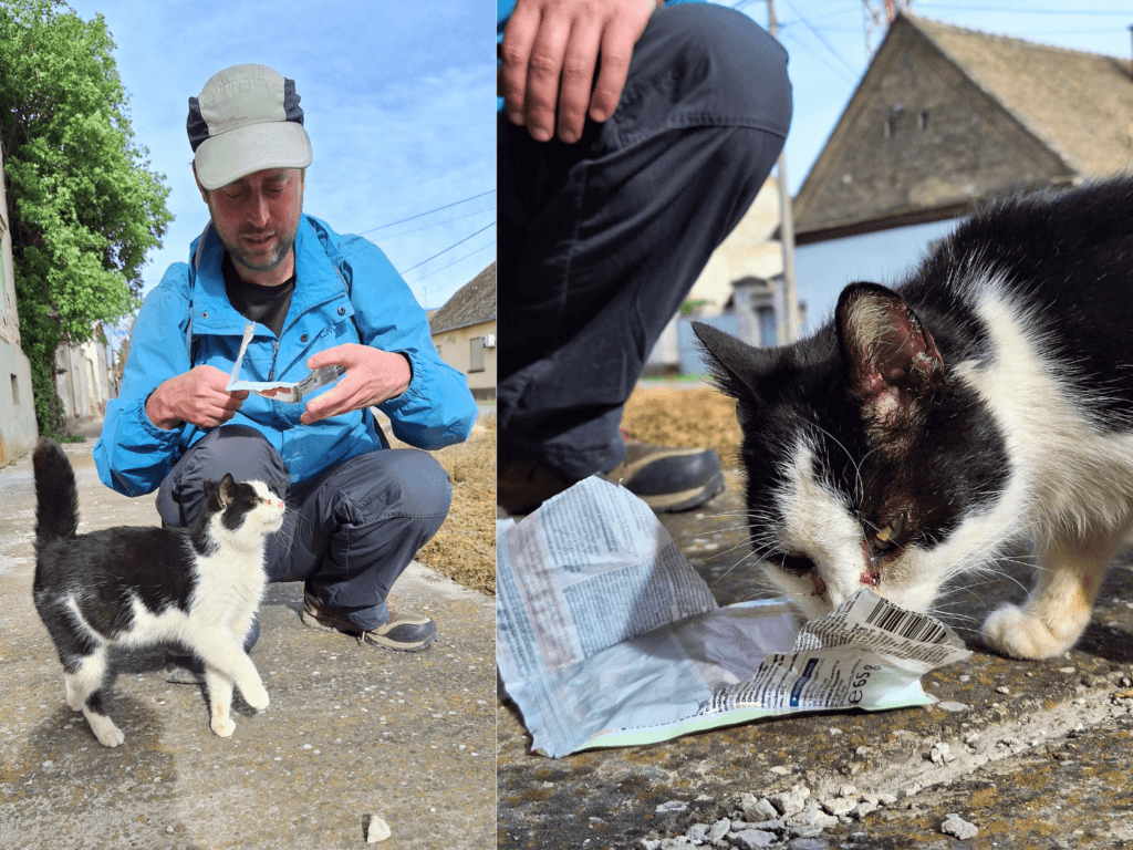 feeding friendly stray cats in Croatia Europe Erdut Slavonia Baranja Syrmia