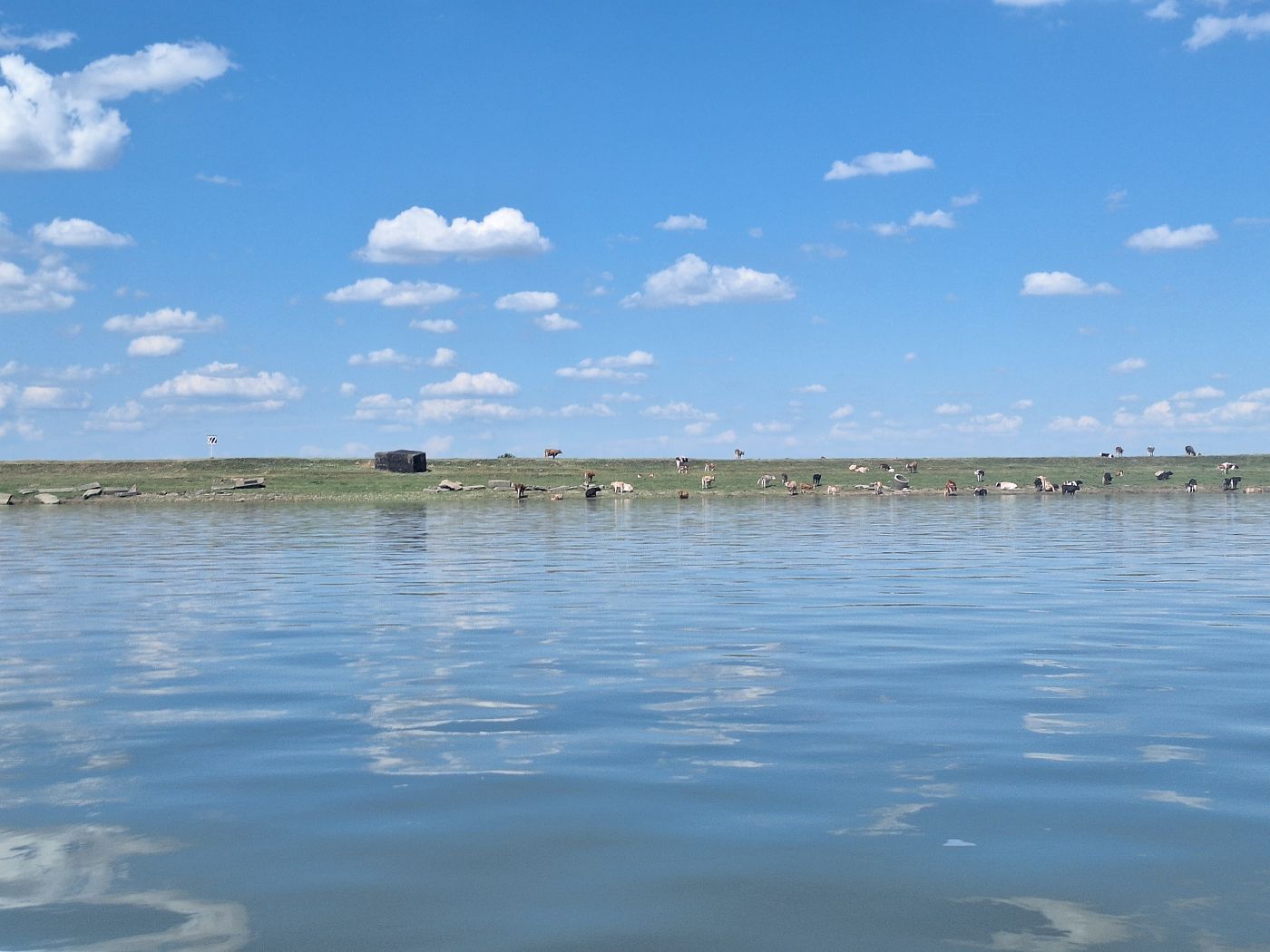 Cows and bunkers along the Danube River Romania near Salcia kayaking Zucchini to the Black Sea