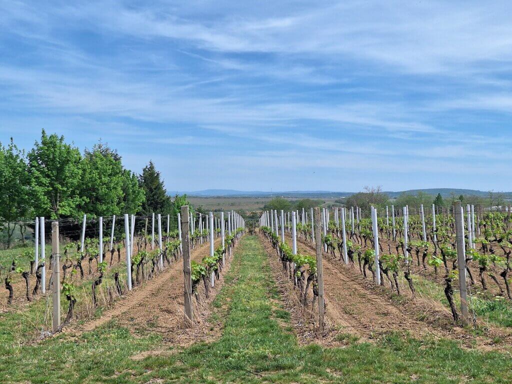 vineyard Principovac Croatia Syrmia wine travel tour