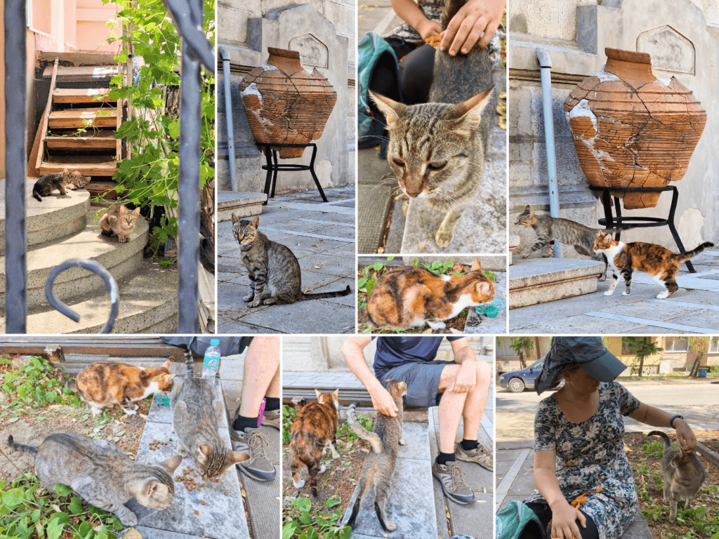 8 July street cats Silistra Bulgaria ancient pottery Roman era city heat wave water food feeding kittens