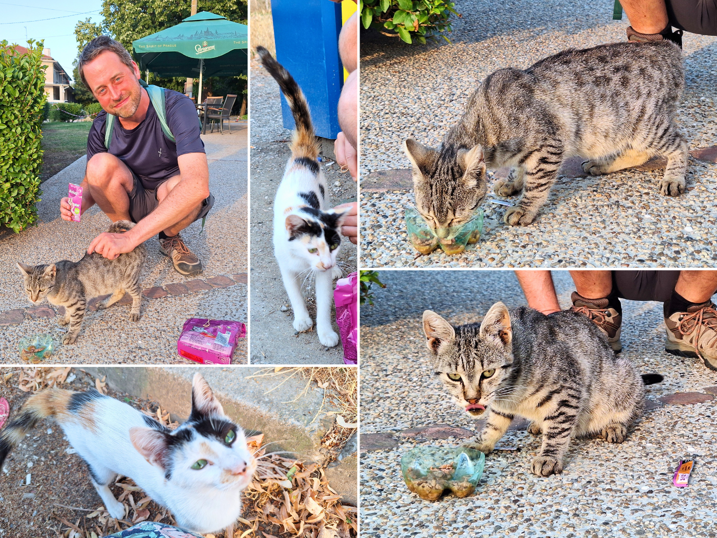 8 July evening cat walk Silistra Bulgaria stray cats feeding cat food wet food heat wave Balkan