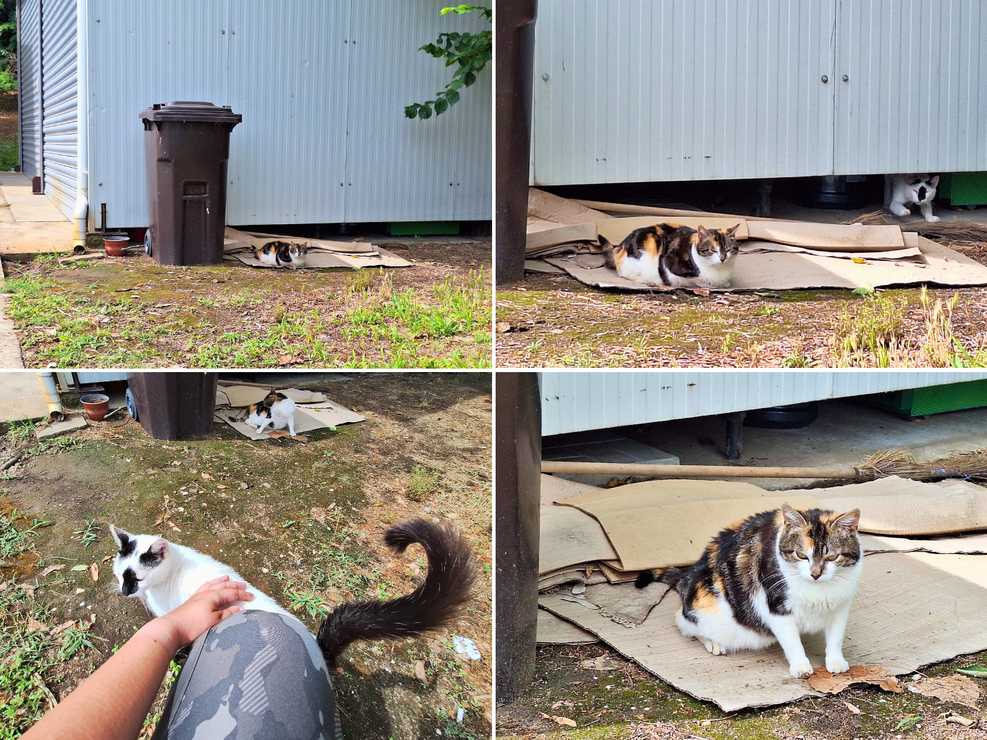 cats at Ribarska Shreshta fishermen meeting restaurant Ryahovo Danube River kayaking Bulgaria kitten pets