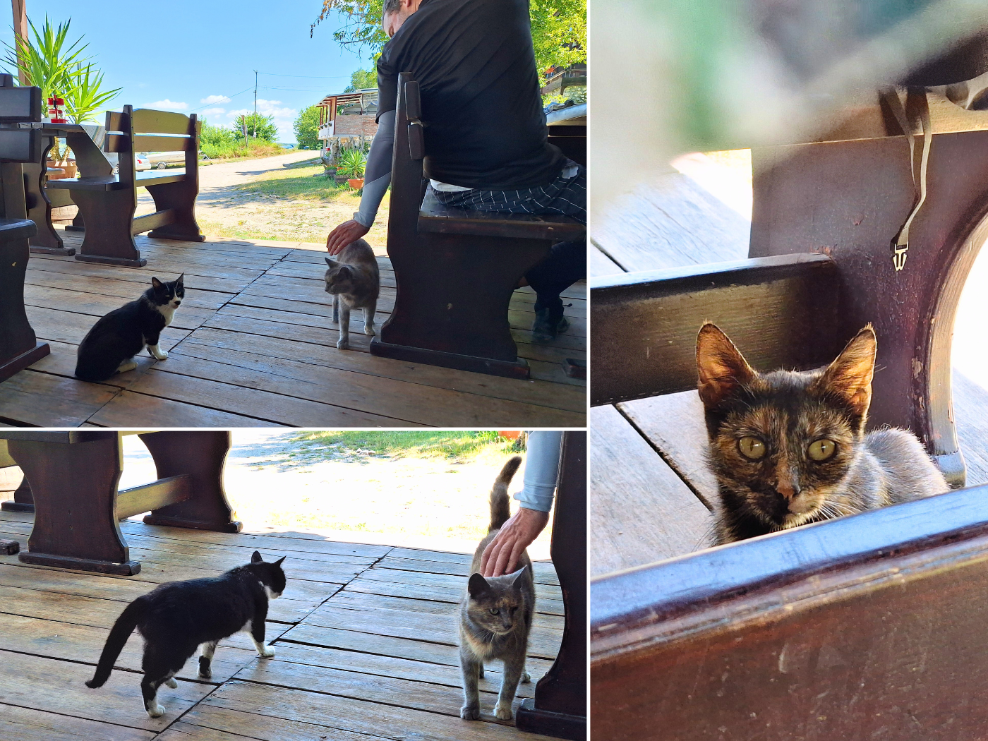 stray cats Vetren Kray Rekata Bulgaria Danube river feline friends kayak trip cute