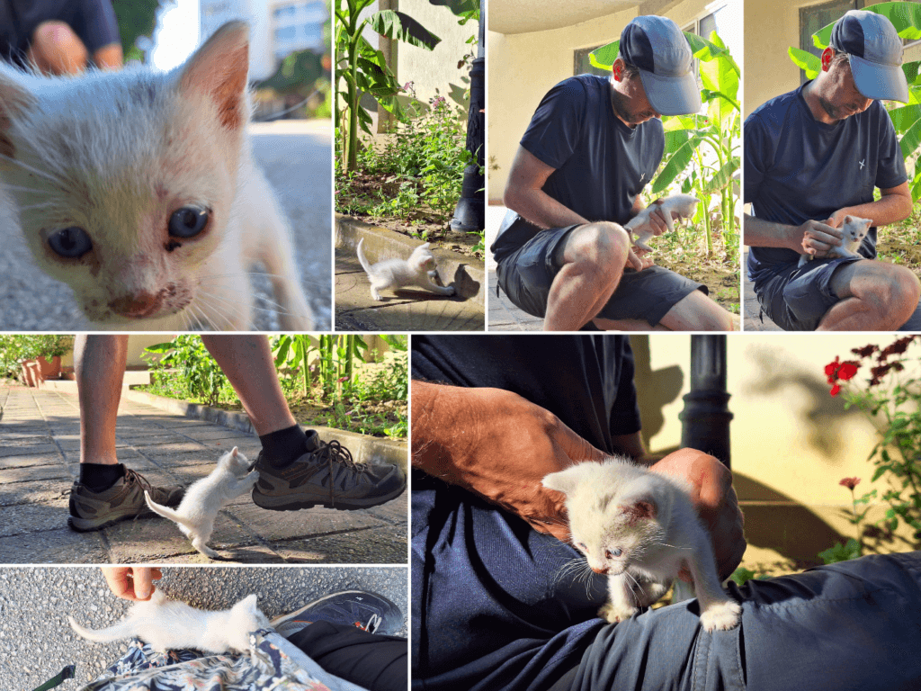 6 July orphan kitten Hotel Drustar Drastar Silistra Bulgaria street cats strays