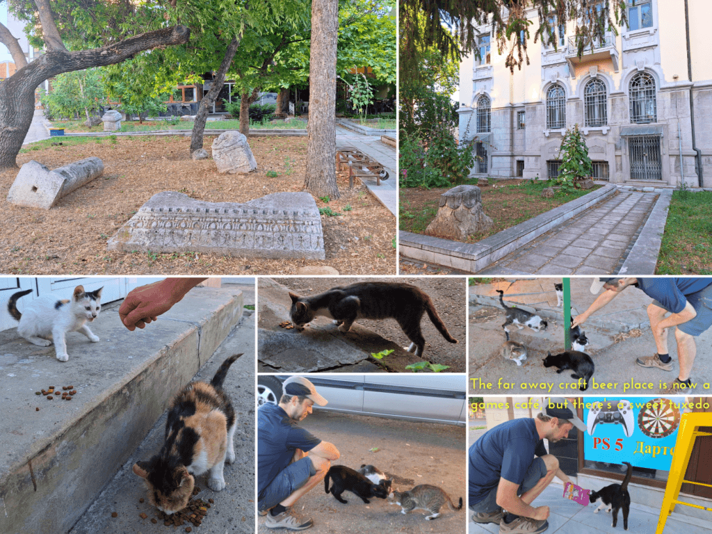 6 July 2024 street cats strays kittens in North Bulgaria craft beer visit