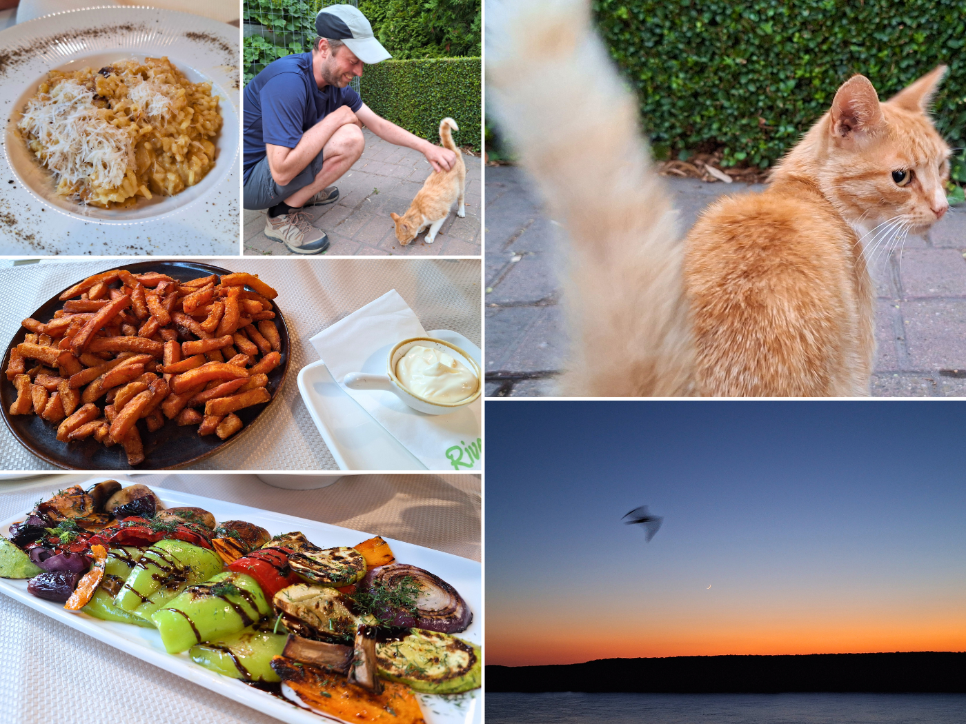 8 July 2024 stray cat restaurant Bulgaria Silistra grilled vegetables sweet potato fries sunset