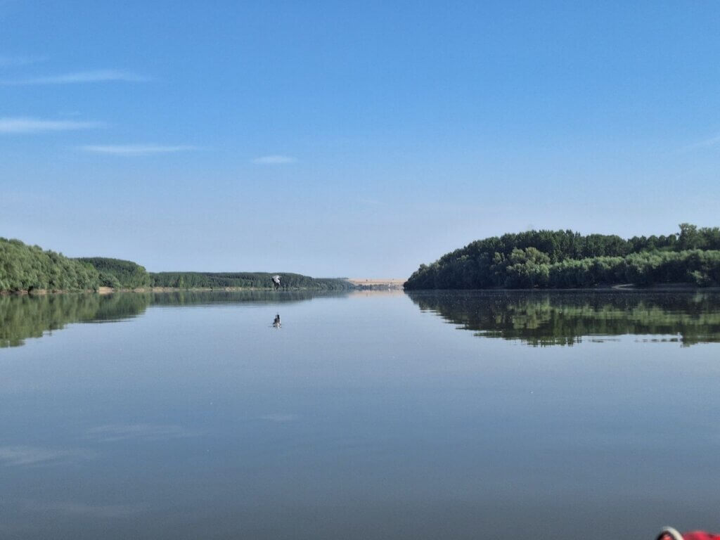 18 09 05 Stork flying over the Danube River Romania Dunarea Constanta County Dobruja birdwatching kayak trip morning