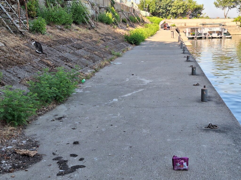 cat at Silistra Drustar Hotel Danube landing kayak port quay cat food sky scared baby