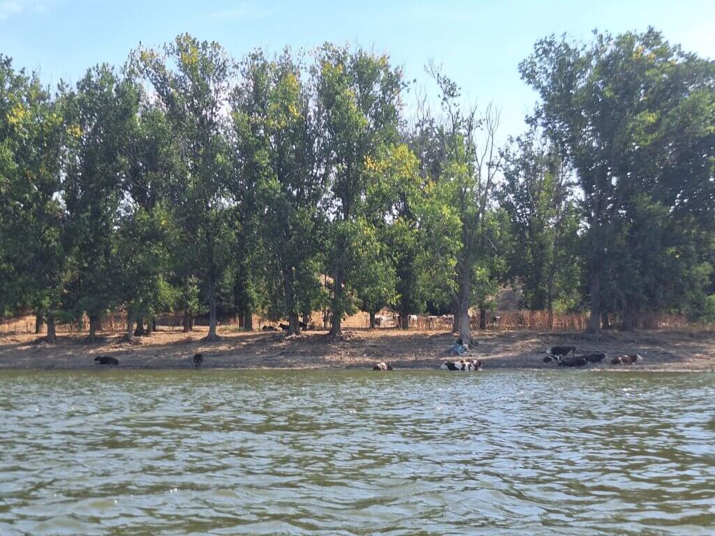 cows swimming on the Romanian Danube River shores between Capidava and Topalu Dobruja Romania villages cooling