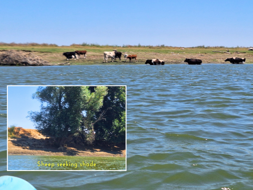 kayaking Jianu Branch Ostrov Constanta commune Romania Danube River sheep cows pigs swimming water heat wave summer 2024