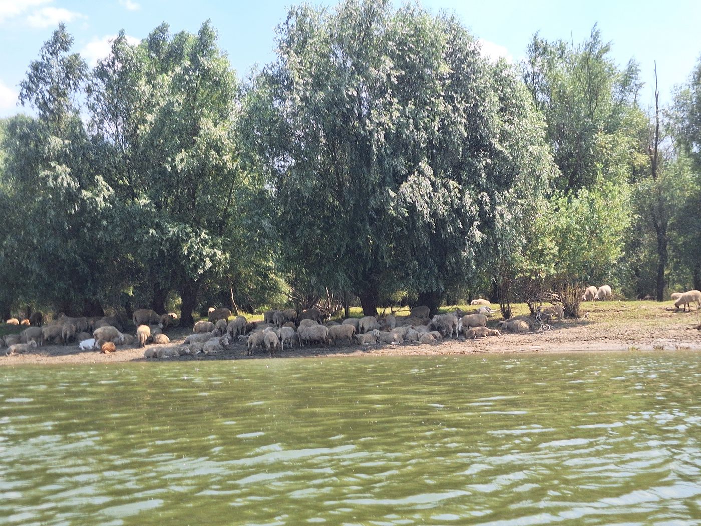 sheep on the Romanian Danube River shores cooling summer shadow water between Topalu and Ghindaresti