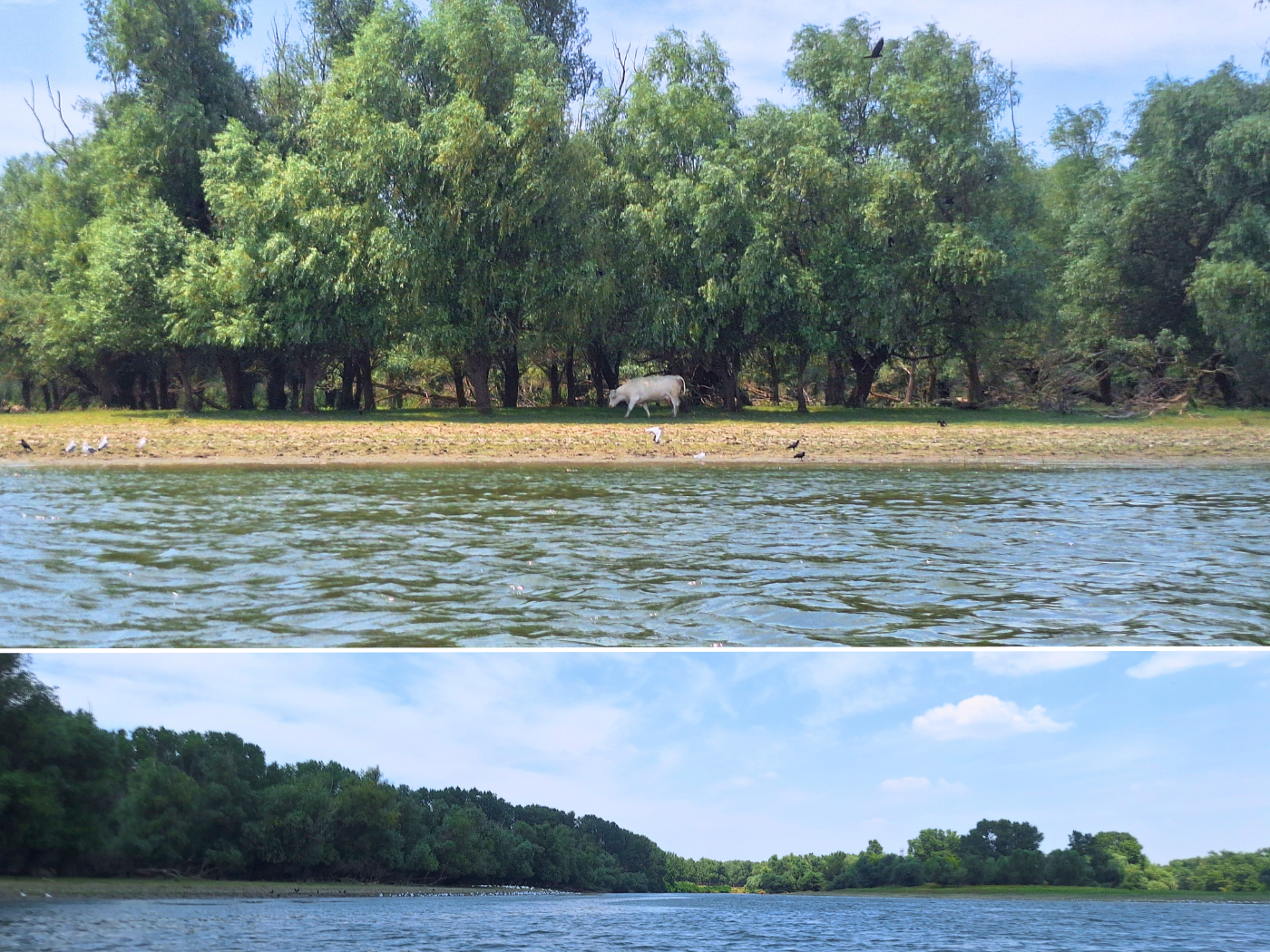 kayak trip Cernavoda to Harsova Danube River shortcut near Ghindaresti village Plaja La Geamandura river island swimming bull cow bovine birds wind protection