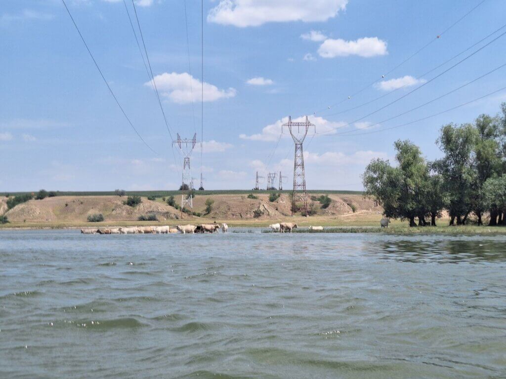 unedited kayak trip day 80 swimming cows river island Danube near Ghinsaresti powerlines crossing