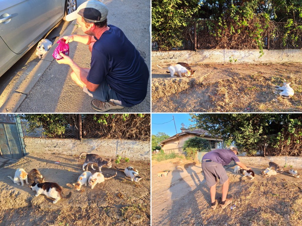Jonas feeding cats of Ostrov Romania Danube strays street cats feline friends cat food pets friendly cemetery