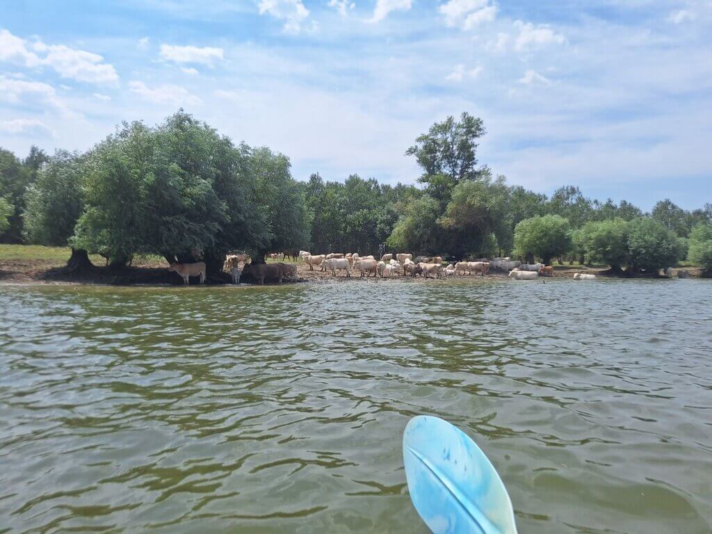 swimming cows Danube River 261 kilometers to go to the Black Sea sign bulls bovines shadow cooling summer