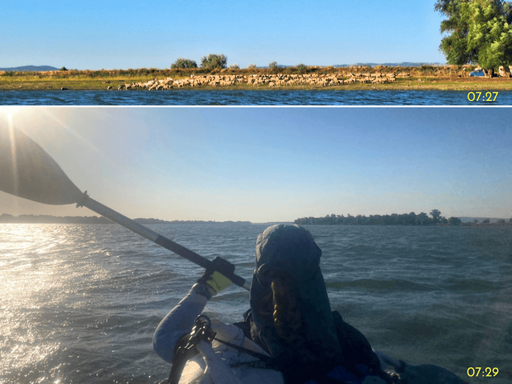 sheep shepherding Romania Danube Tulcea county near Isaccea Iris Veldwijk kayaking trip day 84