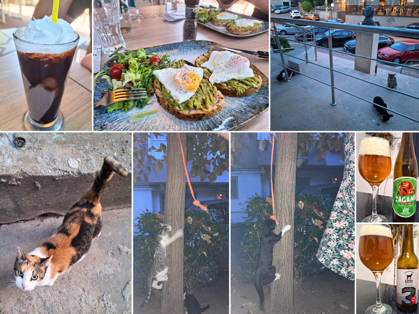 2 August Tulcea Romania off day resting day craft beer avocado egg toast sweet stray cats kittens climbing a tree