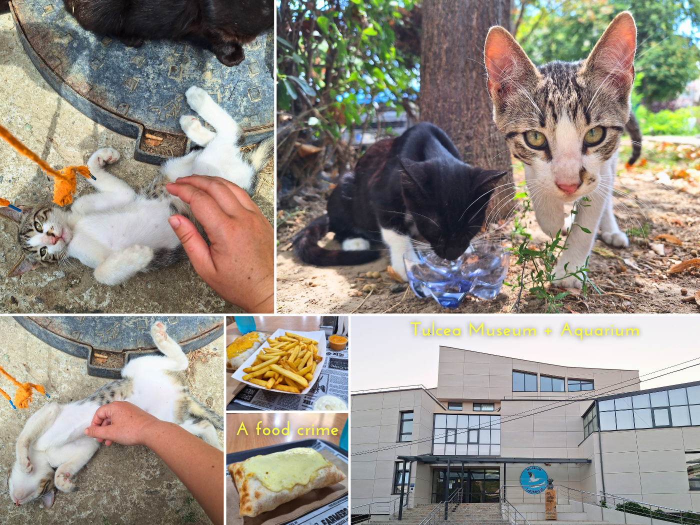 3 August visit to sweet stray kittens in Tulcea Romania animal welfare playtime watering feeding summer museum and aquarium french taco abomination