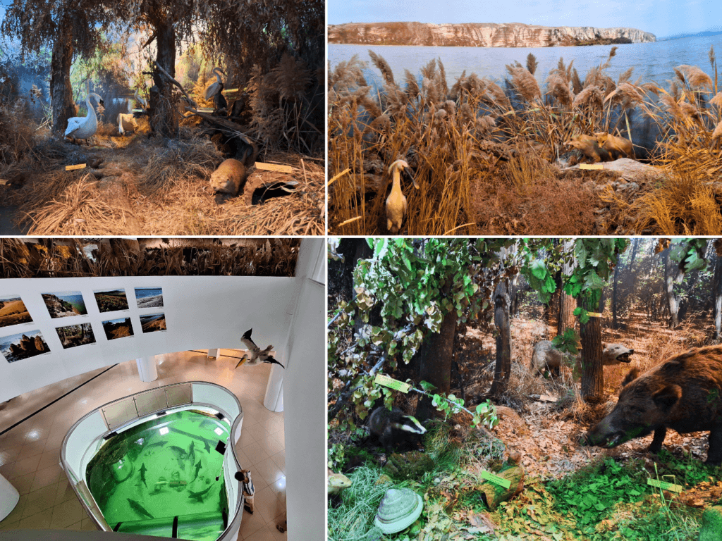 Tulcea museum and aquarium displays fauna flora of the Danube Delta nature