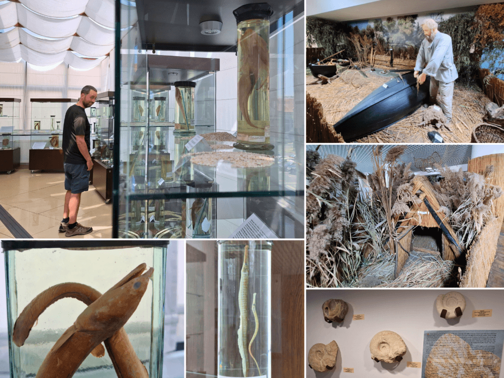 Tulcea museum and aquarium preserved animals rays worms dead display fish fishing culture reed Danube Delta