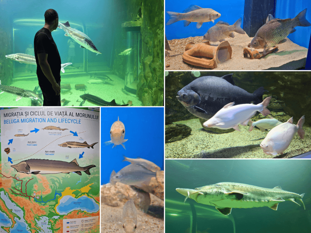 Danube Delta aquarium Tulcea Romania sturgeon Black Sea species fish tank colorful clownfish