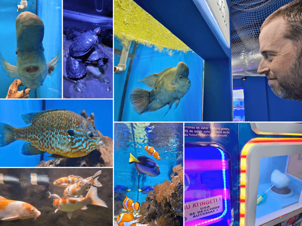 Tulcea Aquarium and cotton candy machine Romania colorful fish flowerhorn