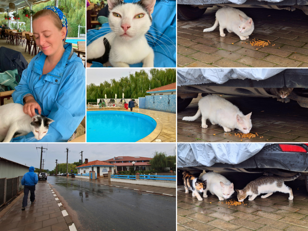 6 August Iris Veldwijk with stray cats Murighiol Danube hotel Laguna Albastra friendly rainy day pool