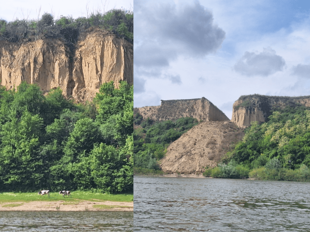 cows loess cliffs of Serbia and human intervention landslide gap destroyed cliff Danube River