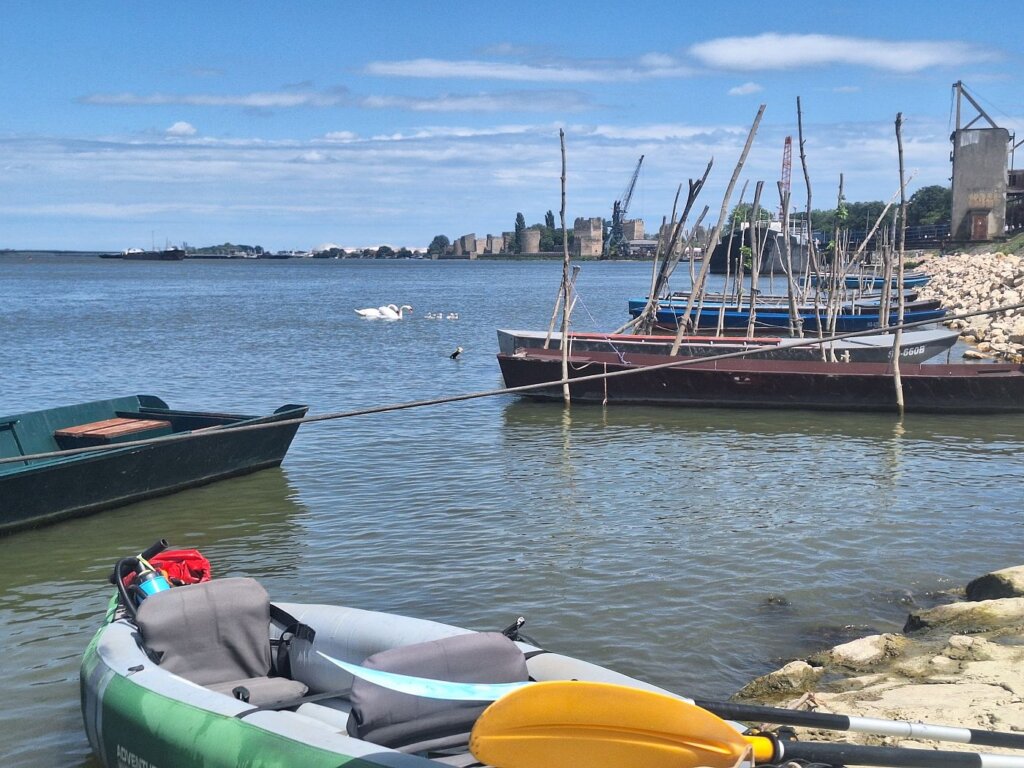 Smederevo castle, Zucchini, and baby swans with parents on the Danube River in Serbia Balkans