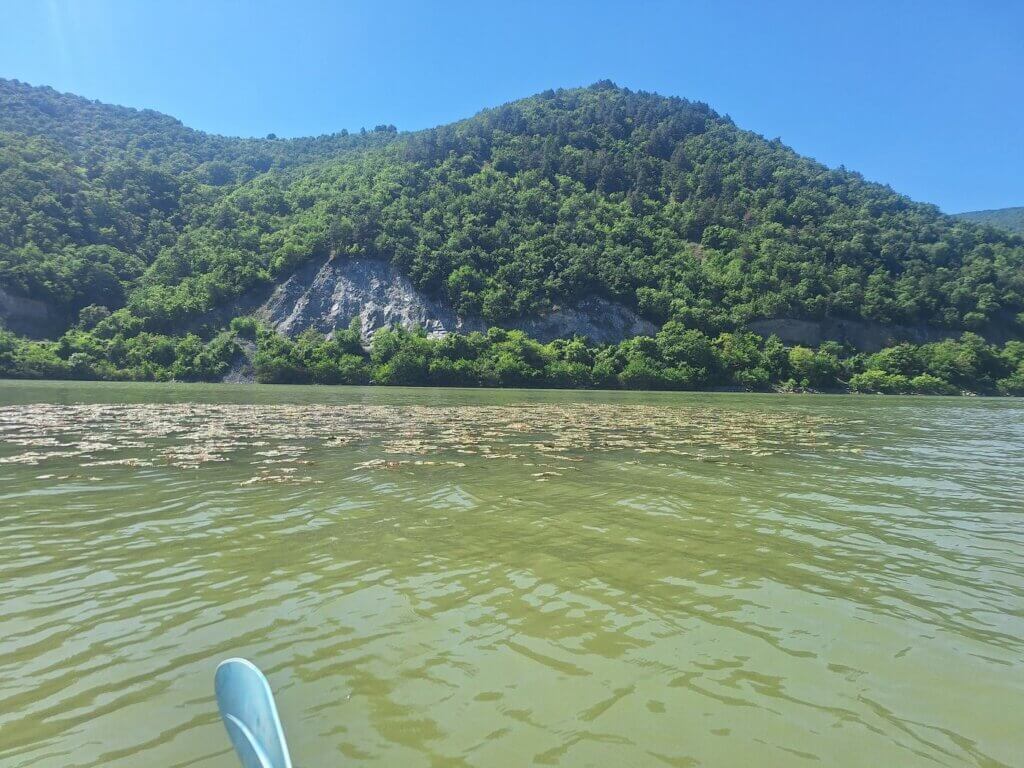 water plants in the Danube River in May in Romania Serbia border area