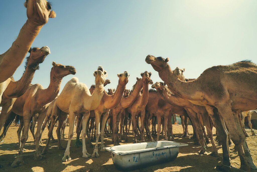 Mauritania travel camels Sasha Kaunas sourced photo